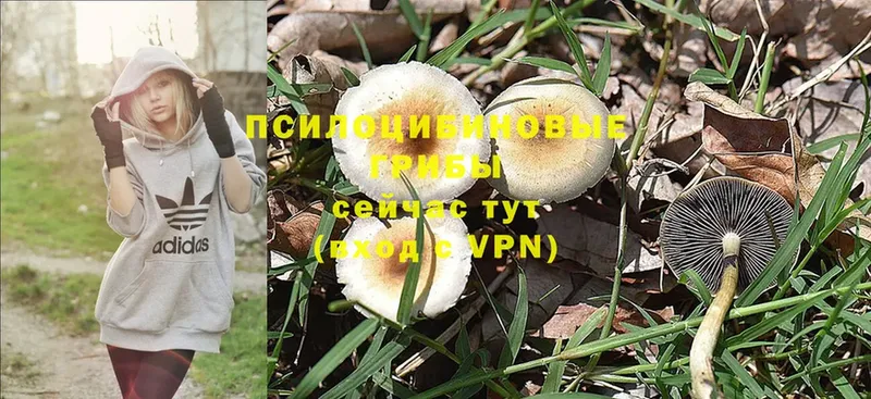 Псилоцибиновые грибы MAGIC MUSHROOMS  Карачаевск 